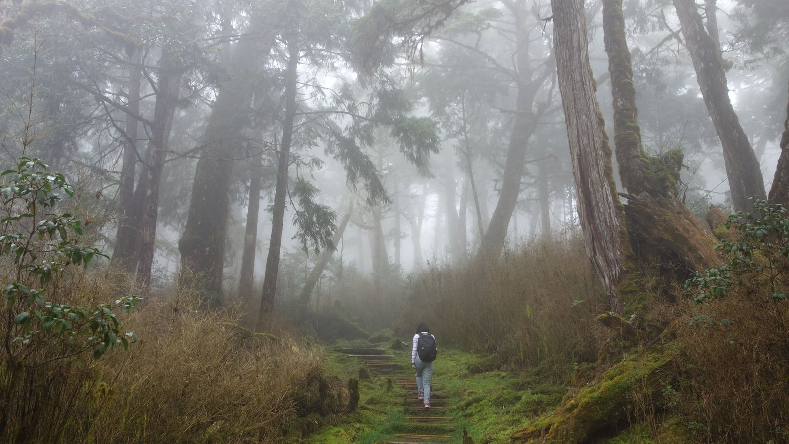 Hiker on a misty forest trail