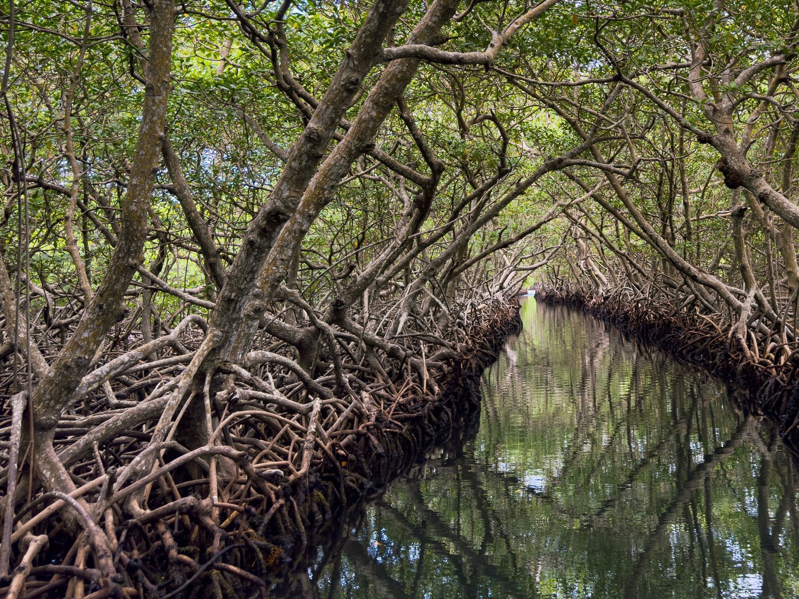 Mangrove tunnel in Roatán, Honduras