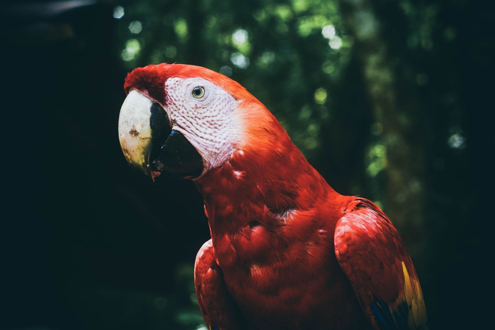 Scarlet macaw at Copán Ruinas