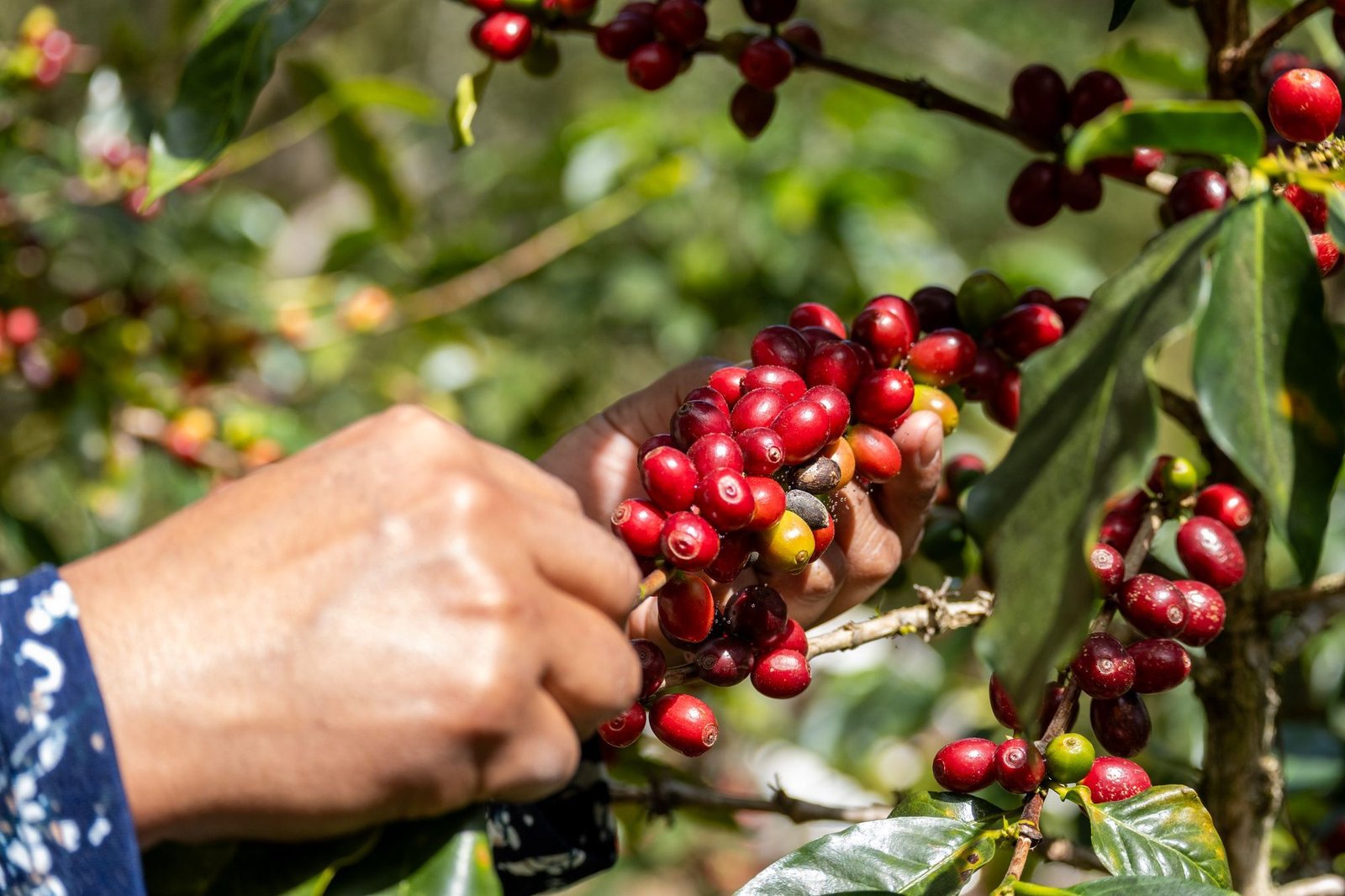 Hand picking ripe coffee cherries